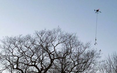 Cutting-edge, aerial drone technology could help combat browntail moths