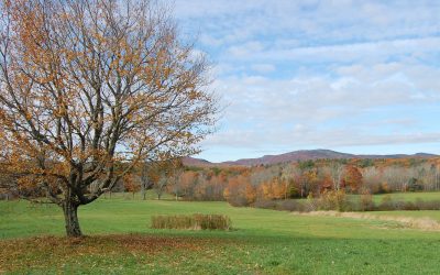 ‘Forever chemicals’ on farmland are a slow-motion disaster