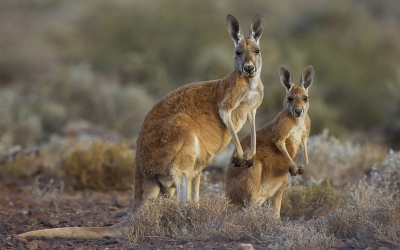 Australia, After America || Peter Zeihan