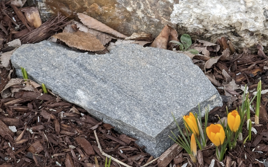 Crocuses Out and Spring is Happening at Camden Library!