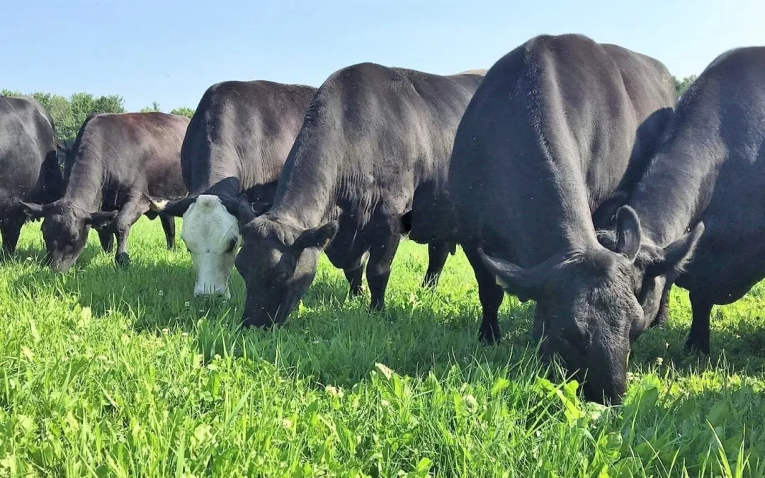‘I got stuck with 30 to 40 hogs’: Meat producers frustrated by slaughterhouse backlogs