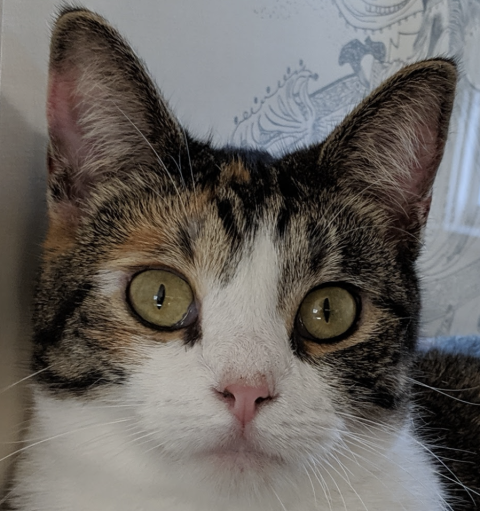why-are-cat-s-eyes-slits-maine-coast-tv