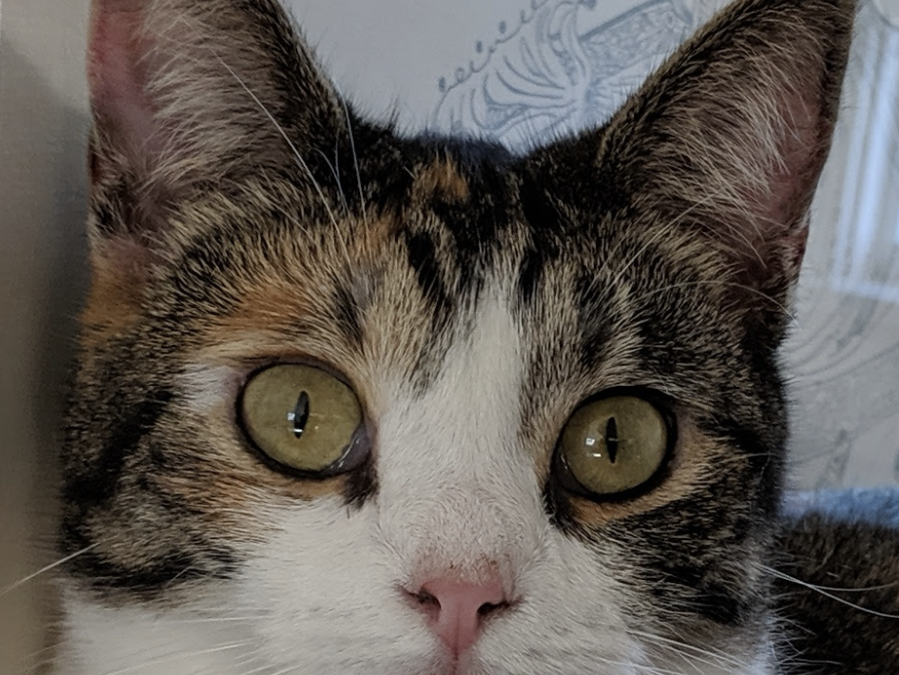 Why Are Cat’s Eyes Slits?