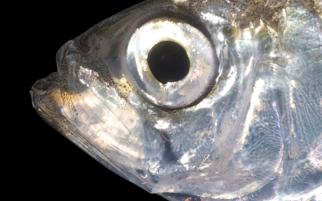 Delicious Alewives