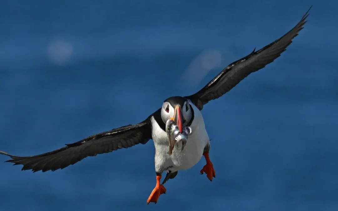 Seal Island sees record number of breeding puffins