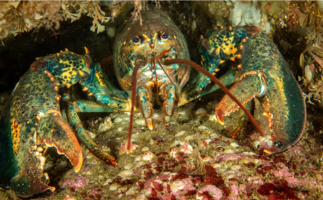 Gulf of Maine lobsters are experiencing a housing crisis