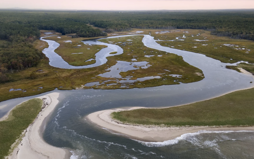 In Wells, Maine, a ghost forest rises